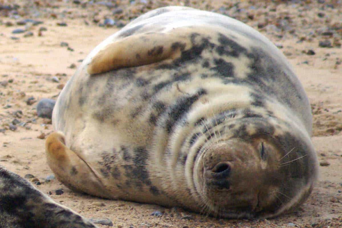 Seal At Blakeney