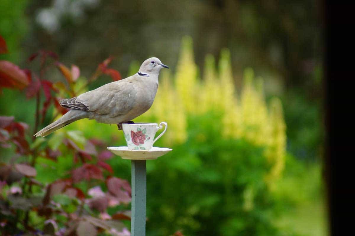 Collared Dove - Back Garden
